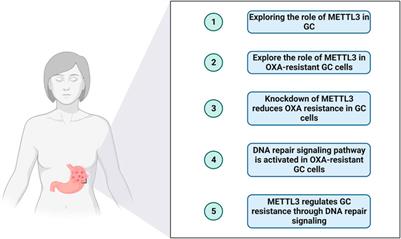 METTL3 promotes drug resistance to oxaliplatin in gastric cancer cells through DNA repair pathway